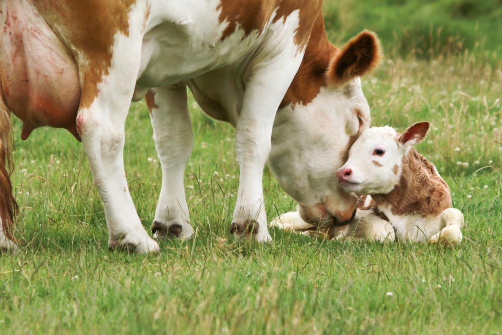 Endotoxemia and the pathogenesis of lipolysis dysregulation in periparturient dairy cows.